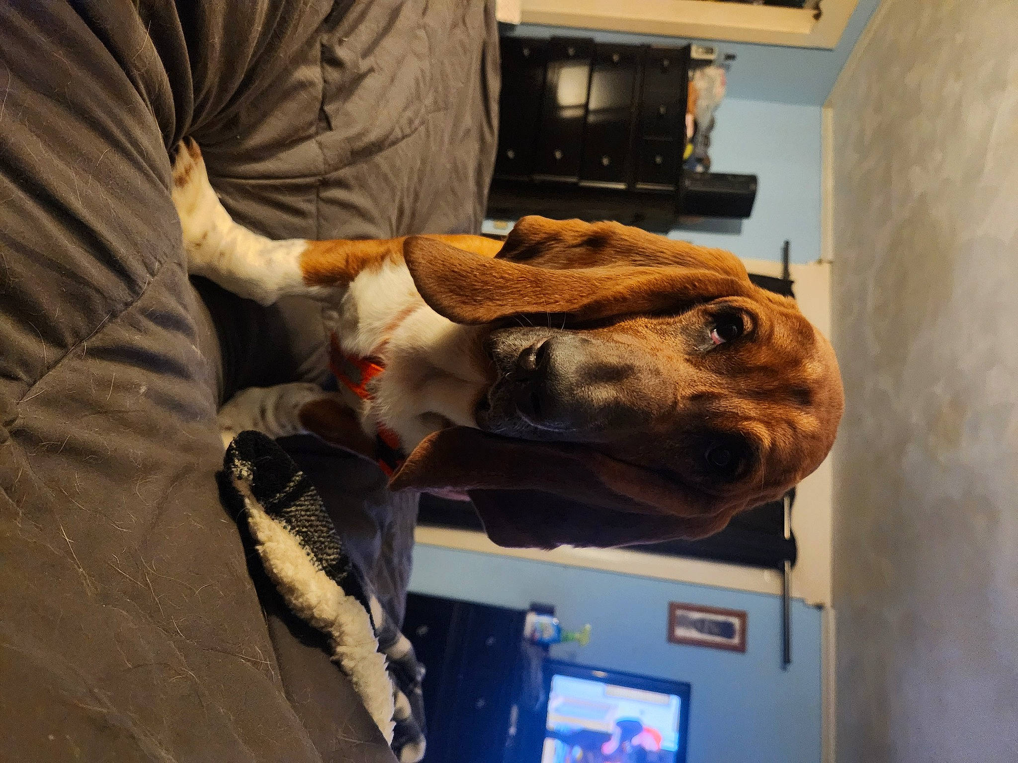 Yogi joined the competition — help win amazing prizes! canidae, carnivore, comfort, dog_breed, fawn, felidae, fur, giraffe, jaw, room, snout, sporting_group, terrestrial_animal, veterinarian, working_animal