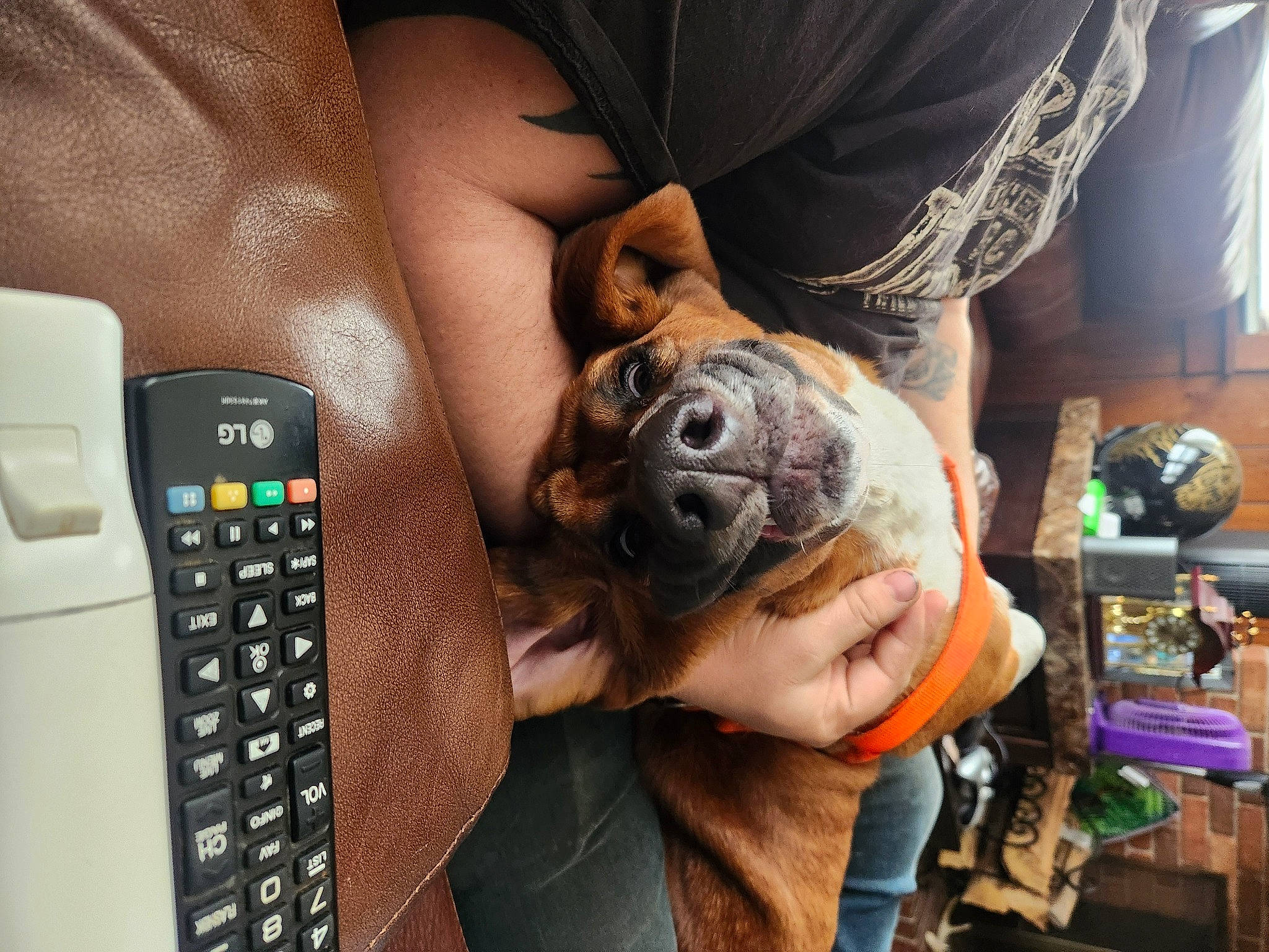 Yogi is registered to the contest to win money with this photo: canidae, carnivore, communication_device, companion_dog, dog, dog_breed, eyewear, fawn, gadget, gesture, mobile_device, nail, office_equipment, portable_communications_device, snout, sporting_group, telephony, toy_dog, working_animal, wrist