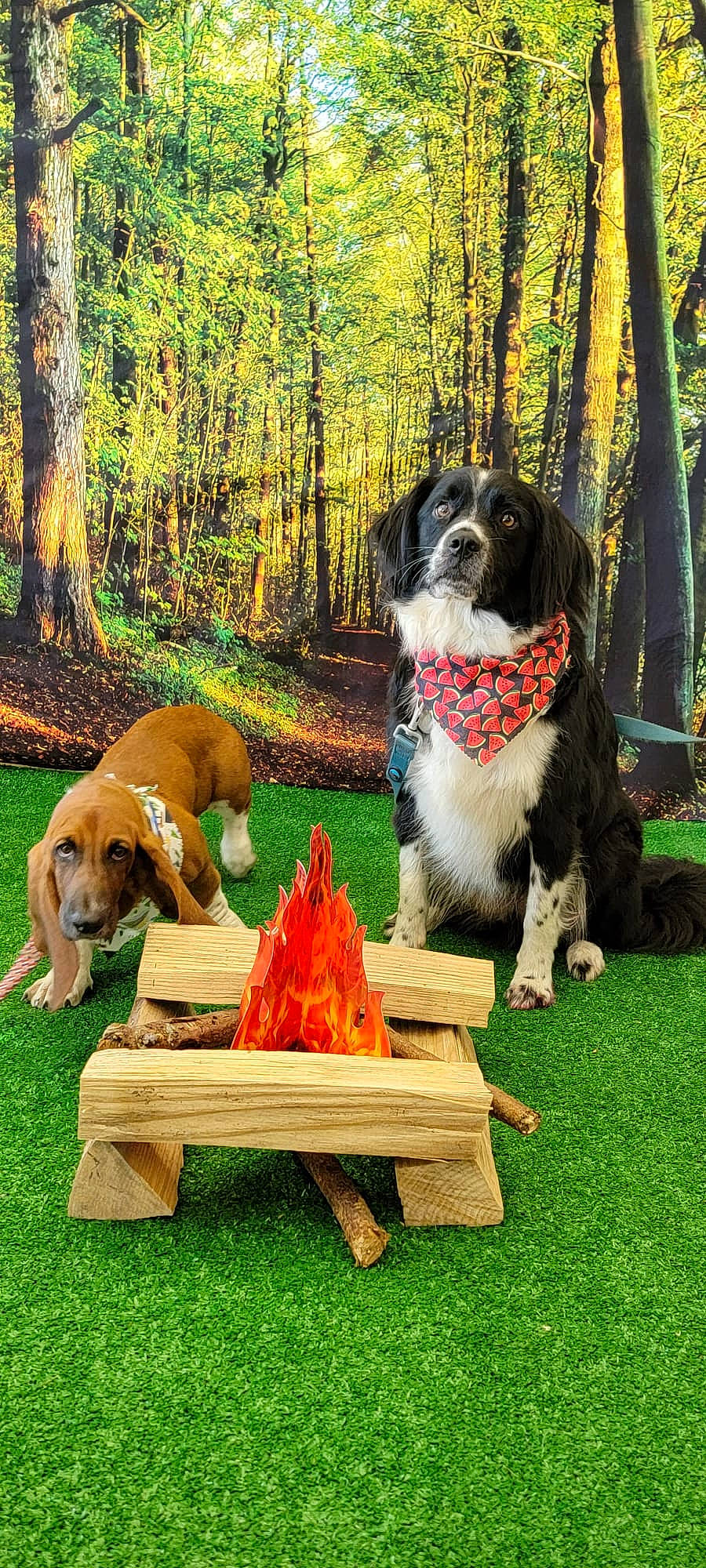 Flynn is registered to the contest to win money with this photo: art, canidae, carnivore, chair, companion_dog, dog, dog_breed, grass, lawn, leisure, mammal, outdoor_furniture, outdoor_table, plant, sporting_group, table, tableware, tree, vertebrate, wood