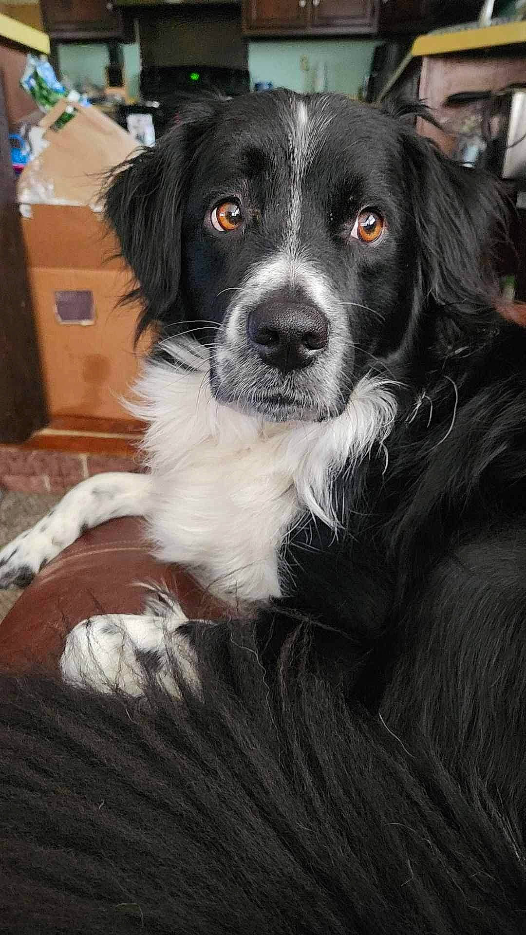 Flynn joined the competition — help win amazing prizes! borador, box, cabinetry, canidae, cardboard, carnivore, carton, companion_dog, cupboard, dog, dog_breed, drawer, fur, gun_dog, monochrome_photography, shipping_box, sporting_group, whiskers, working_animal, working_dog