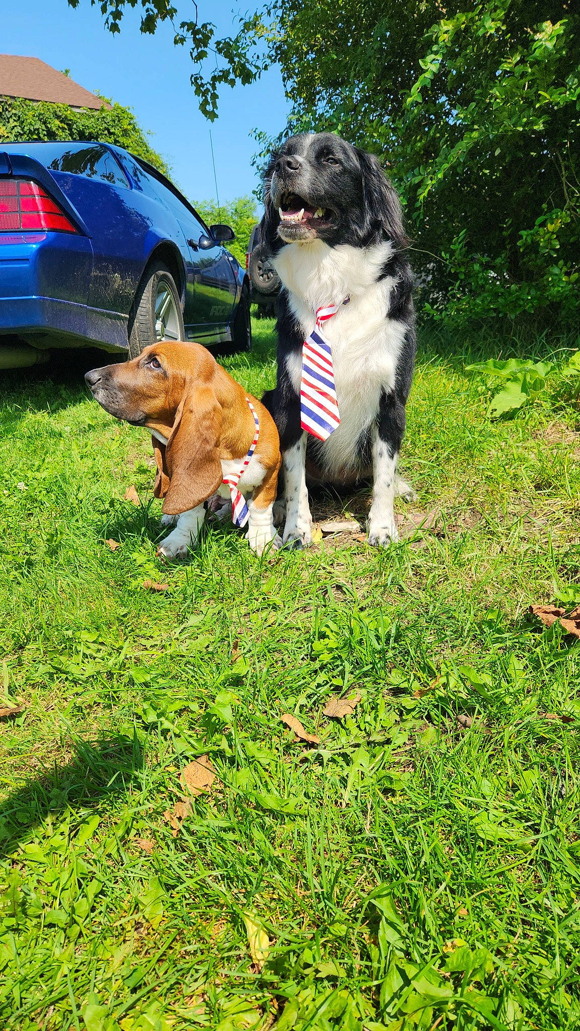 Flynn joined the competition — help win amazing prizes! canidae, car, carnivore, companion_dog, dog, dog_breed, fawn, grass, groundcover, hood, lawn, plant, sky, sporting_group, tail, tire, tree, vehicle, vehicle_door, wheel