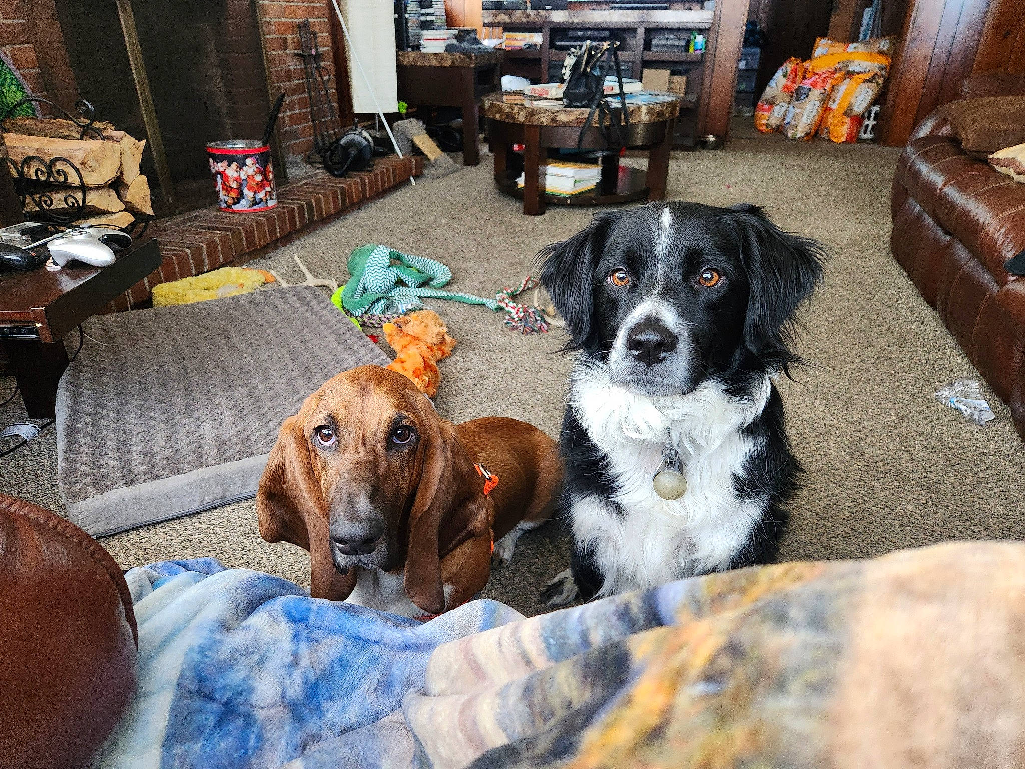 Flynn is registered to the contest to win money with this photo: bookcase, carnivore, comfort, companion_dog, couch, dog, dog_breed, flooring, gun_dog, hardwood, hound, houseplant, liver, living_room, picture_frame, scent_hound, shelf, sporting_group, television, working_animal