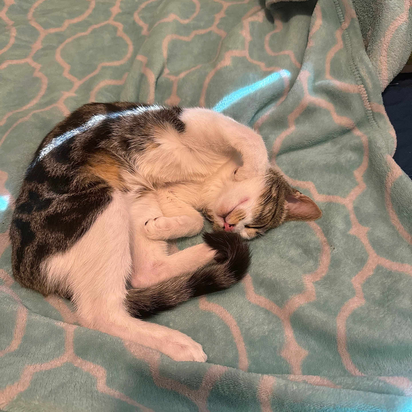 Mimi is registered to the contest to win money with this photo: abyssinian, animal, bed, bedroom, blanket, cat, couch, cushion, furniture, homedecor, indoors, kitten, linen, manx, person, pet, quilt, room, sleeping, towel