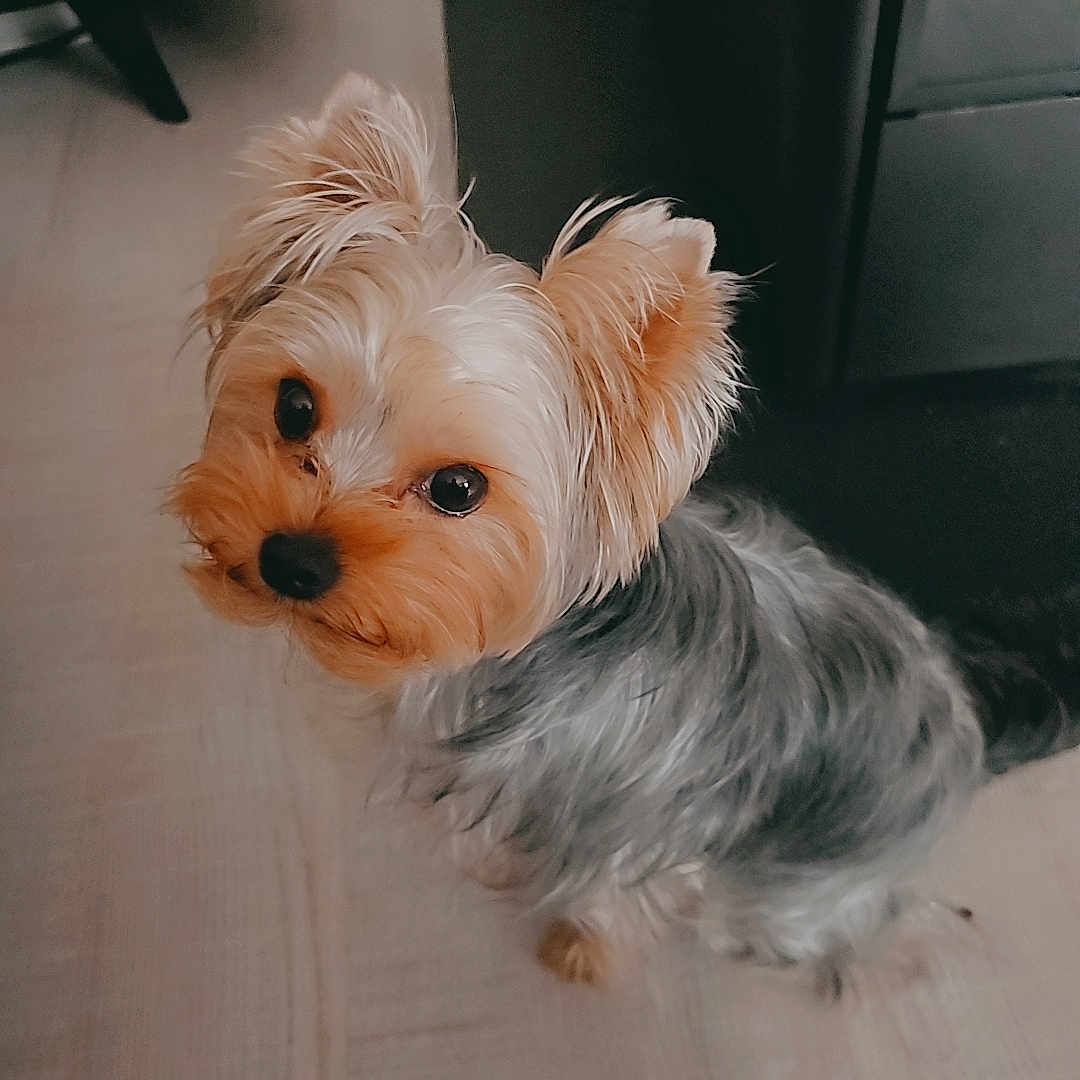 Upss participe au concours pour gagner de l'argent avec cette photo : animal, ankle, bodypart, canine, clothing, couch, dog, footwear, furniture, hardwood, person, pet, puppy, runningshoe, sandal, shoe, sneaker, terrier, whitedog, wood