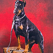 After participe au concours pour gagner de l'argent avec cette photo : alert, animal, black_coat, closeup, doberman, dog, erect_ears, glossy_fur, leash, muscular, paws, pet, portrait, proud_pose, red_background, standing, studio, tan_markings, trunk, wooden_box