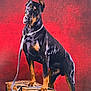 alert, animal, black_coat, closeup, doberman, dog, erect_ears, glossy_fur, leash, muscular, paws, pet, portrait, proud_pose, red_background, standing, studio, tan_markings, trunk, wooden_box