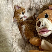 Spock is registered to the contest to win money with this photo: animal, blanket, cat, comfort, cozy, cute, fur, indoor, kitten, lion_toy, orange_cat, pet, plush_toy, resting, sleepy, small_animal, snuggling, soft_texture, white_cat, young_cat
