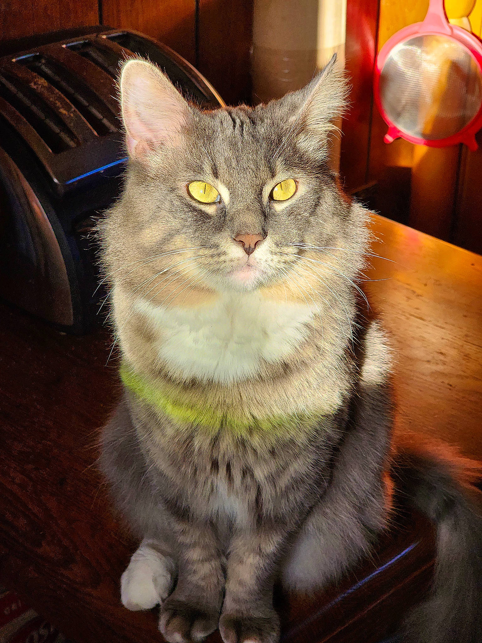 Kirby joined the competition — help win amazing prizes! carnivore, cat, domestic_short_haired_cat, event, eye, felidae, fur, hardwood, iris, paw, small_to_medium_sized_cats, snout, tail, whiskers