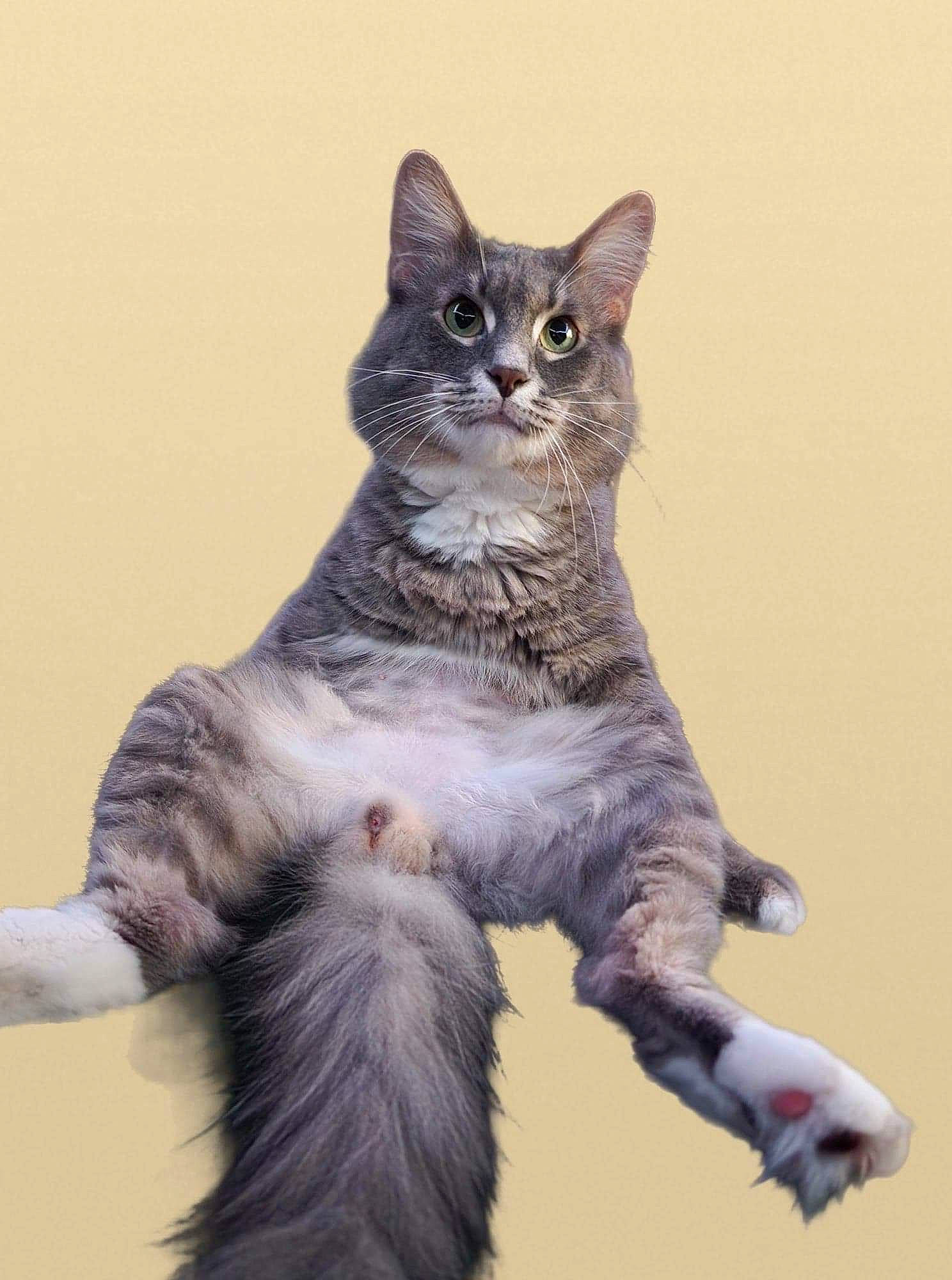 Kirby joined the competition — help win amazing prizes! carnivore, cat, claw, domestic_short_haired_cat, felidae, fur, grey, lynx, paw, sitting, small_to_medium_sized_cats, snout, tail, terrestrial_animal, whiskers, wildlife