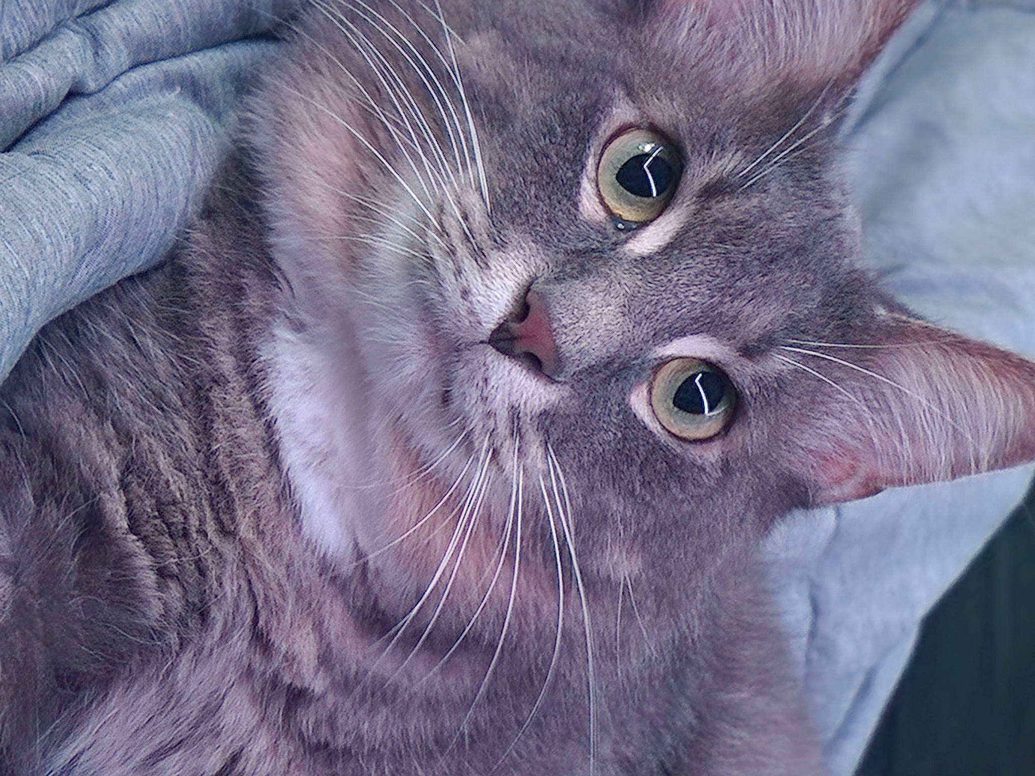 Kirby joined the competition — help win amazing prizes! carnivore, cat, close_up, domestic_short_haired_cat, ear, felidae, fur, grey, plant, russian_blue, small_to_medium_sized_cats, snout, terrestrial_animal, whiskers, wildlife