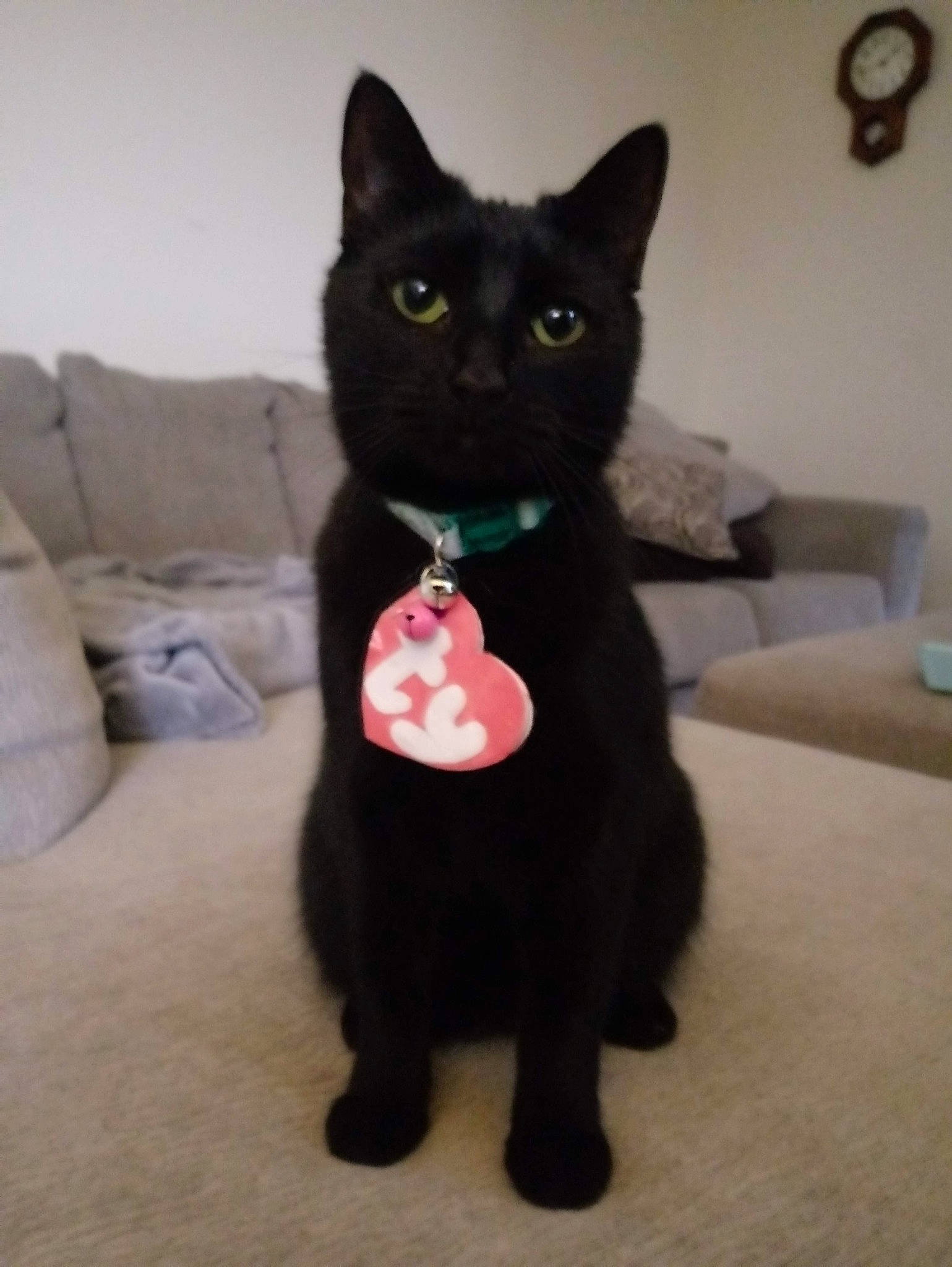 Luna is registered to the contest to win money with this photo: black_cat, bombay, carnivore, cat, clock, couch, domestic_short_haired_cat, felidae, fur, grey, home_accessories, paw, sleeper_chair, small_to_medium_sized_cats, snout, tail, terrestrial_animal, whiskers