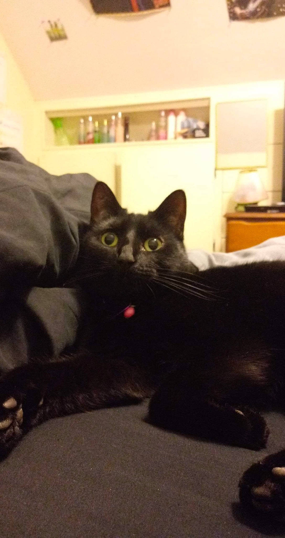 Luna joined the competition — help win amazing prizes! black_cat, bombay, carnivore, cat, comfort, domestic_short_haired_cat, felidae, flooring, fur, grey, hardwood, paw, room, sitting, small_to_medium_sized_cats, snout, tail, whiskers, window, wood