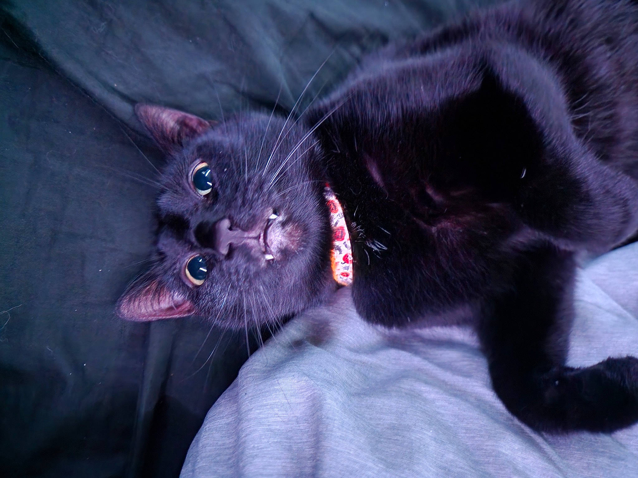 Luna joined the competition — help win amazing prizes! black_cat, bombay, carnivore, cat, claw, comfort, domestic_short_haired_cat, electric_blue, eye, felidae, foot, fur, grey, paw, small_to_medium_sized_cats, snout, tail, terrestrial_animal, whiskers