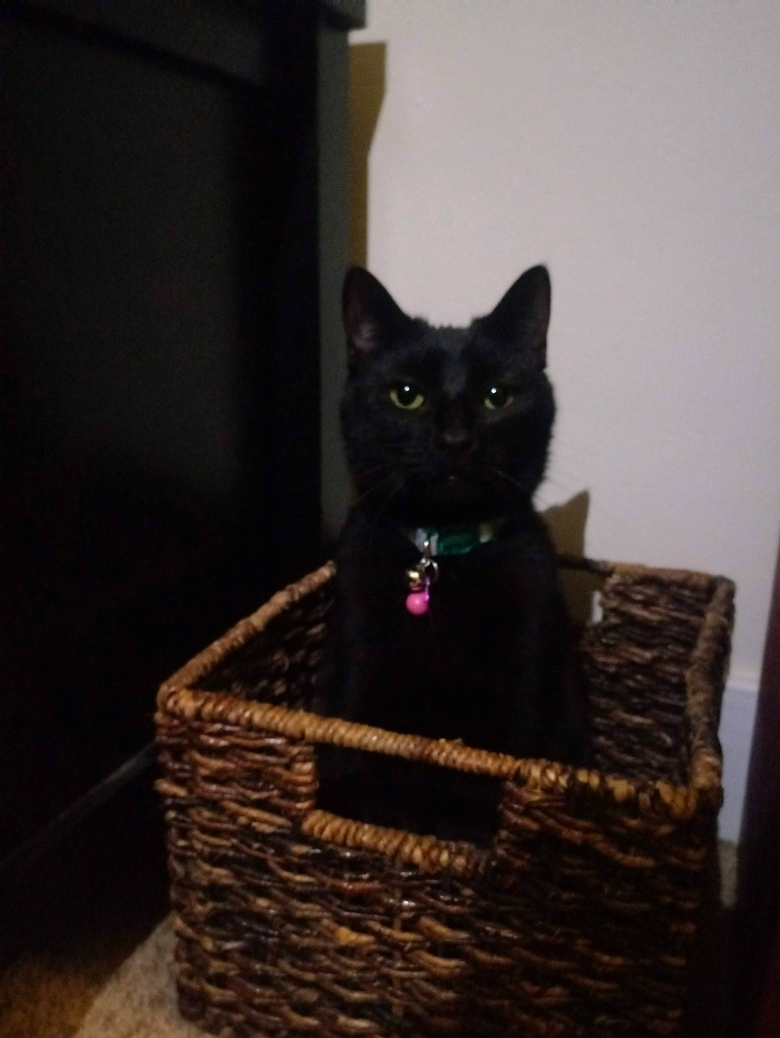 Luna joined the competition — help win amazing prizes! basket, black_cat, bombay, carnivore, cat, cat_furniture, cat_supply, domestic_short_haired_cat, felidae, fur, hardwood, pet_supply, room, small_to_medium_sized_cats, snout, tail, whiskers, wicker, window, wood