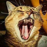 Nora participe au concours pour gagner de l'argent avec cette photo : cat, yawning, close_up, mouth_open, teeth, tongue, whiskers, fur, pet, animal, indoor, sunlight, cozy, relaxed, sleepy, tabby, face, cute, feline, portrait