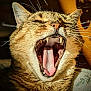 cat, yawning, close_up, mouth_open, teeth, tongue, whiskers, fur, pet, animal, indoor, sunlight, cozy, relaxed, sleepy, tabby, face, cute, feline, portrait