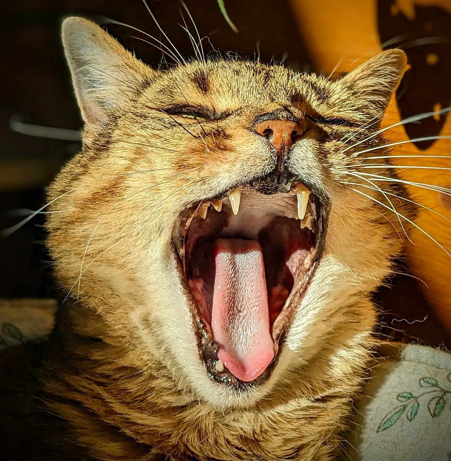 Nora participe au concours pour gagner de l'argent avec cette photo : cat, yawning, close_up, mouth_open, teeth, tongue, whiskers, fur, pet, animal, indoor, sunlight, cozy, relaxed, sleepy, tabby, face, cute, feline, portrait