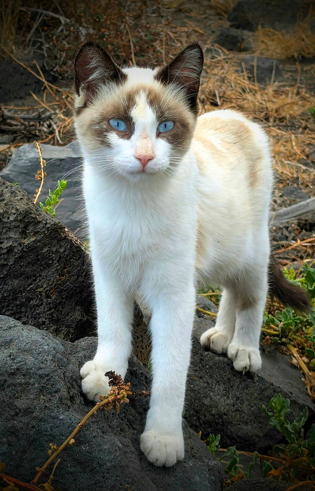Nora participe au concours pour gagner de l'argent avec cette photo : alert, animal, blue_eyes, brown_patches, cat, claws, closeup, curious, dry_grass, fur, mammal, nature, outdoor, plant, portrait, rock, standing, whiskers, white_fur, wildlife