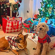 Lucy And Tucker joined the competition — help win amazing prizes! animal, carpet, celebration, christmas, christmas_sweater, christmas_tree, cozy, cute, decorations, dog, festive, gift, holiday, holiday_season, indoor, lights, pet, santa_claus, seasonal, winter