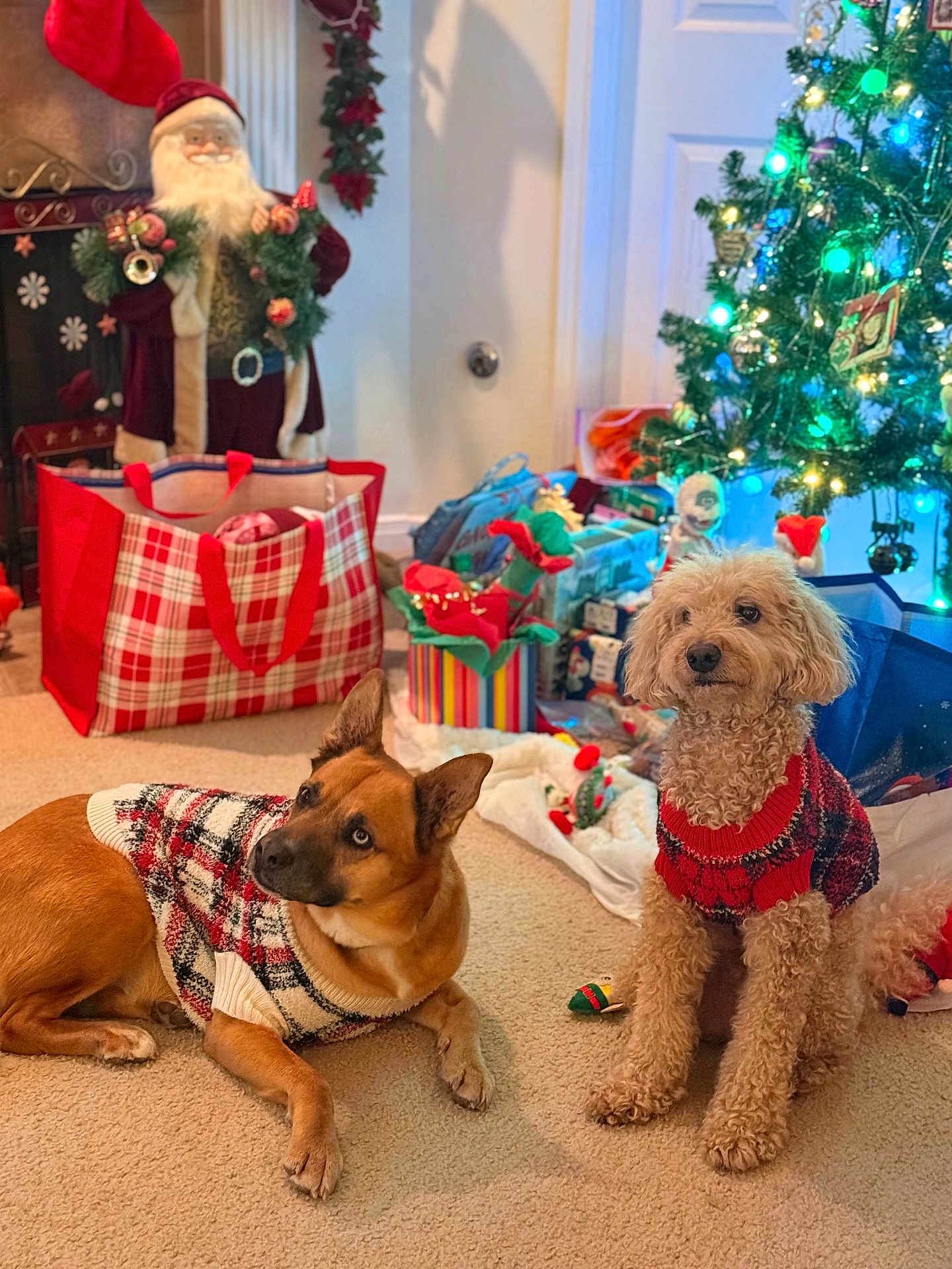 Lucy And Tucker joined the competition — help win amazing prizes! animal, carpet, celebration, christmas, christmas_sweater, christmas_tree, cozy, cute, decorations, dog, festive, gift, holiday, holiday_season, indoor, lights, pet, santa_claus, seasonal, winter