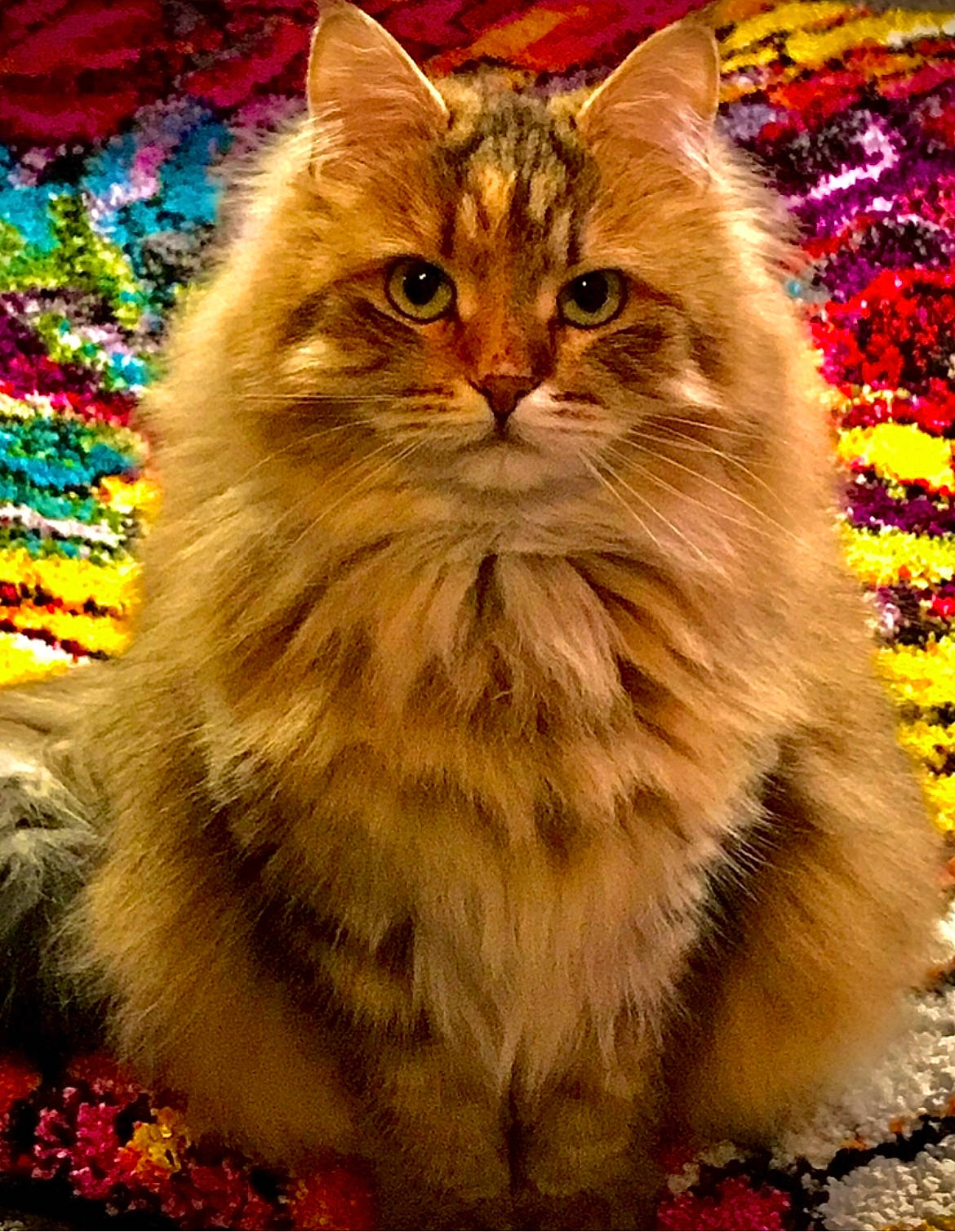 Pepper is registered to the contest to win money with this photo: art, carnivore, cat, domestic_short_haired_cat, event, fawn, felidae, fur, grass, illustration, maine_coon, plant, small_to_medium_sized_cats, snout, tail, terrestrial_animal, tree, whiskers