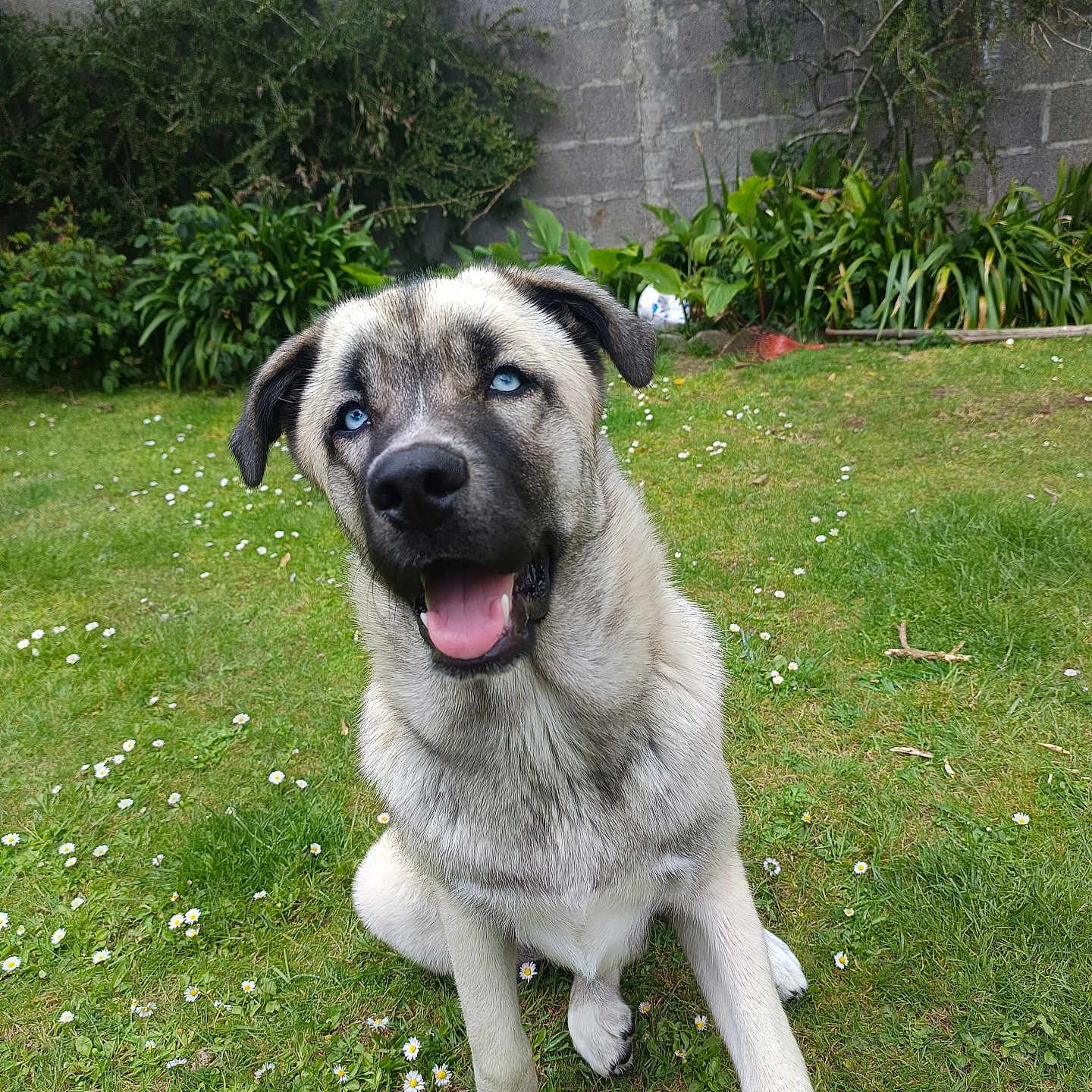 Avel participe au concours pour gagner de l'argent avec cette photo : dog, blue_eyes, grass, flowers, garden, happy, pet, canine, outdoor, greenery, lawn, sitting, nature, animal, cute, playful, fur, muzzle, ears, tongue