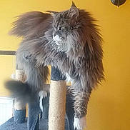 Rina participe au concours pour gagner de l'argent avec cette photo : cat, fluffy, gray_cat, cat_tree, indoor, pet, white_paws, feline, relaxed, lounging, yellow_wall, fur, animal, domestic_cat, side_view, long_hair, claws, scratching_post, paw, resting