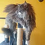 cat, fluffy, gray_cat, cat_tree, indoor, pet, white_paws, feline, relaxed, lounging, yellow_wall, fur, animal, domestic_cat, side_view, long_hair, claws, scratching_post, paw, resting