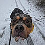 animal, black, brown, closeup, cold, curious, dog, ears, eyes, fur, leash, nature, outdoor, path, pet, snout, snow, snowflakes, walking, winter