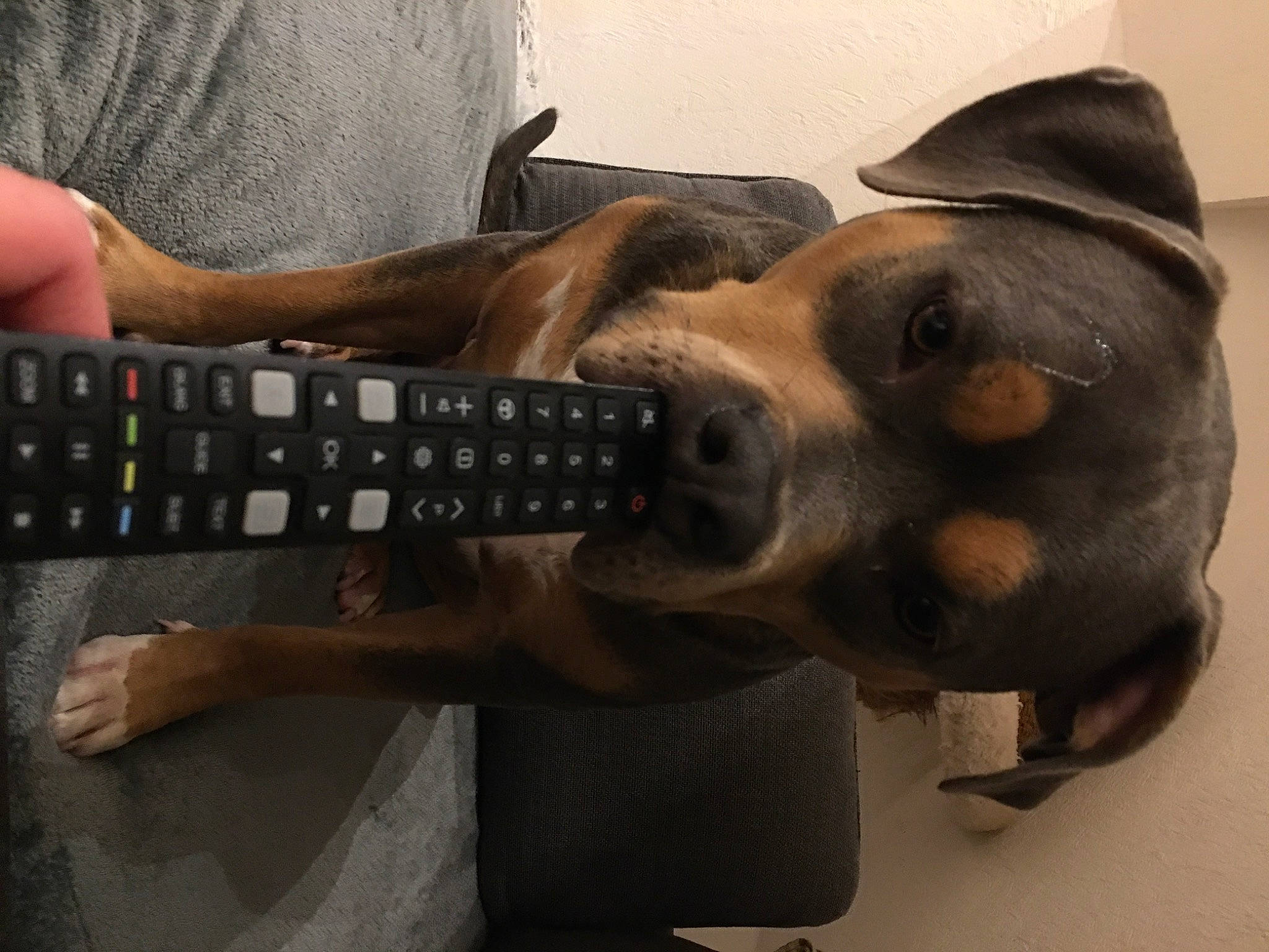 Narco a rejoint le concours — aidez-le/la à gagner de superbes lots ! art, carnivore, comfort, companion_dog, dog, dog_breed, elbow, eyewear, gesture, human_leg, liver, metal, nail, personal_protective_equipment, sculpture, selfie, sporting_group, wood, working_animal, wrist