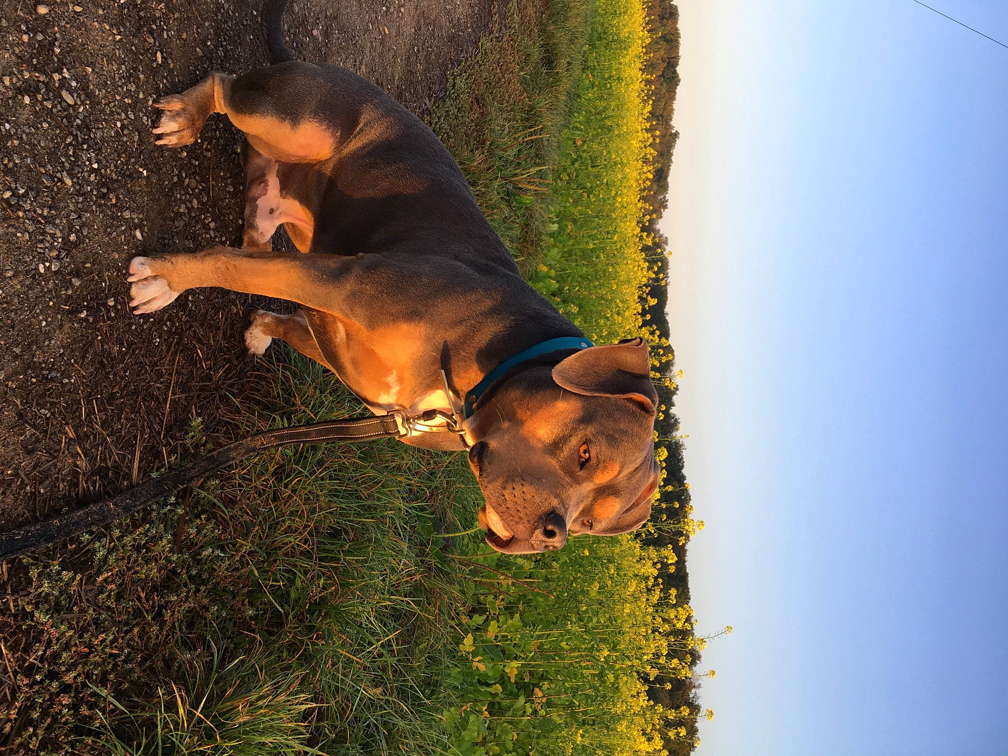 Narco participe au concours pour gagner de l'argent avec cette photo : canidae, carnivore, dog_breed, elbow, fawn, flash_photography, grass, happy, heat, landscape, people_in_nature, plant, sky, soil, sporting_group, tail, terrestrial_animal, tree, wildlife, wood