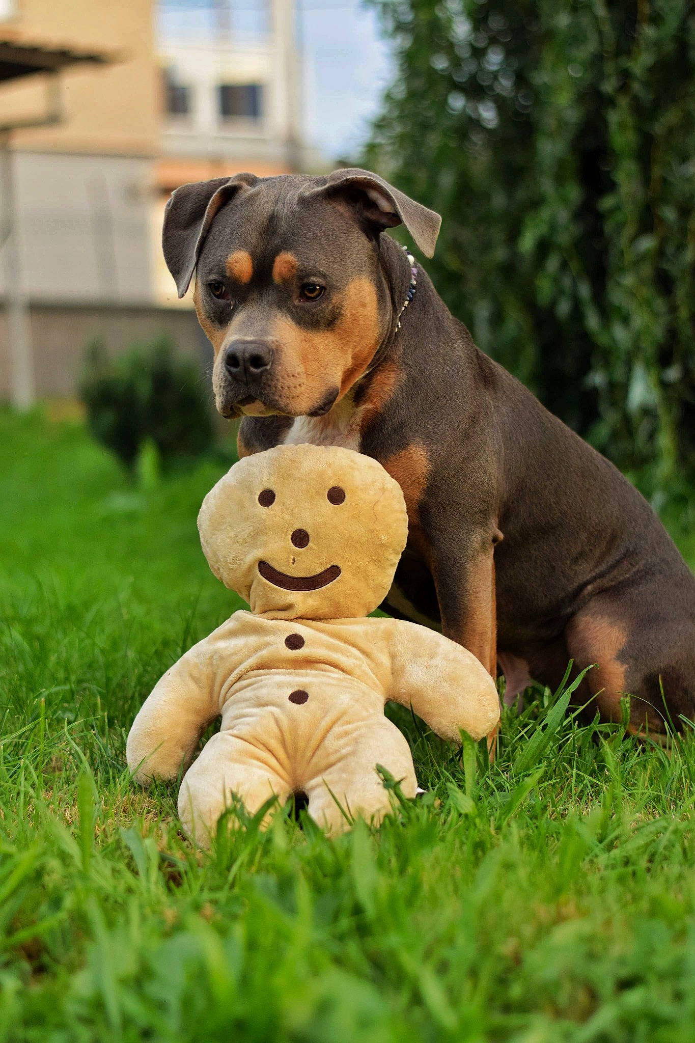 Narco a rejoint le concours — aidez-le/la à gagner de superbes lots ! carnivore, companion_dog, dog, dog_breed, dog_supply, fawn, fur, grass, grassland, happy, plant, prairie, snout, sporting_group, stuffed_toy, teddy_bear, terrestrial_animal, toy, tree, working_animal