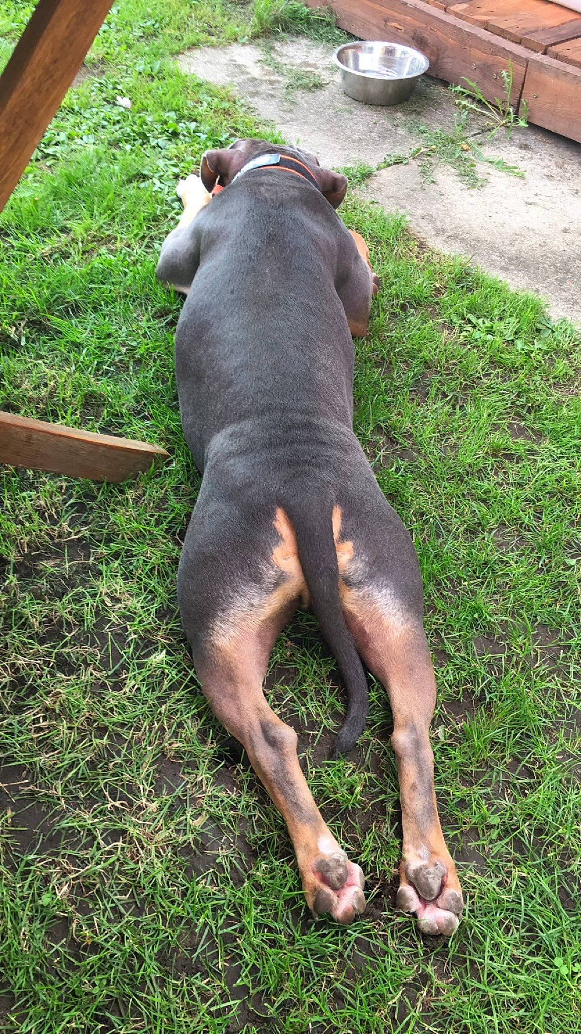 Narco participe au concours pour gagner de l'argent avec cette photo : barefoot, carnivore, companion_dog, dog, dog_breed, fawn, foot, grass, human_leg, hunting_dog, pet_supply, plant, sporting_group, tail, thigh, toe, working_animal, working_dog, wrist