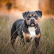 Narco participe au concours pour gagner de l'argent avec cette photo : animal, autumn, background_blur, black, brown, canine, dog, ears, eyes, face, field, fur, grass, muzzle, nature, outdoor, pet, portrait, standing, white