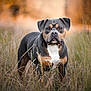 animal, autumn, background_blur, black, brown, canine, dog, ears, eyes, face, field, fur, grass, muzzle, nature, outdoor, pet, portrait, standing, white