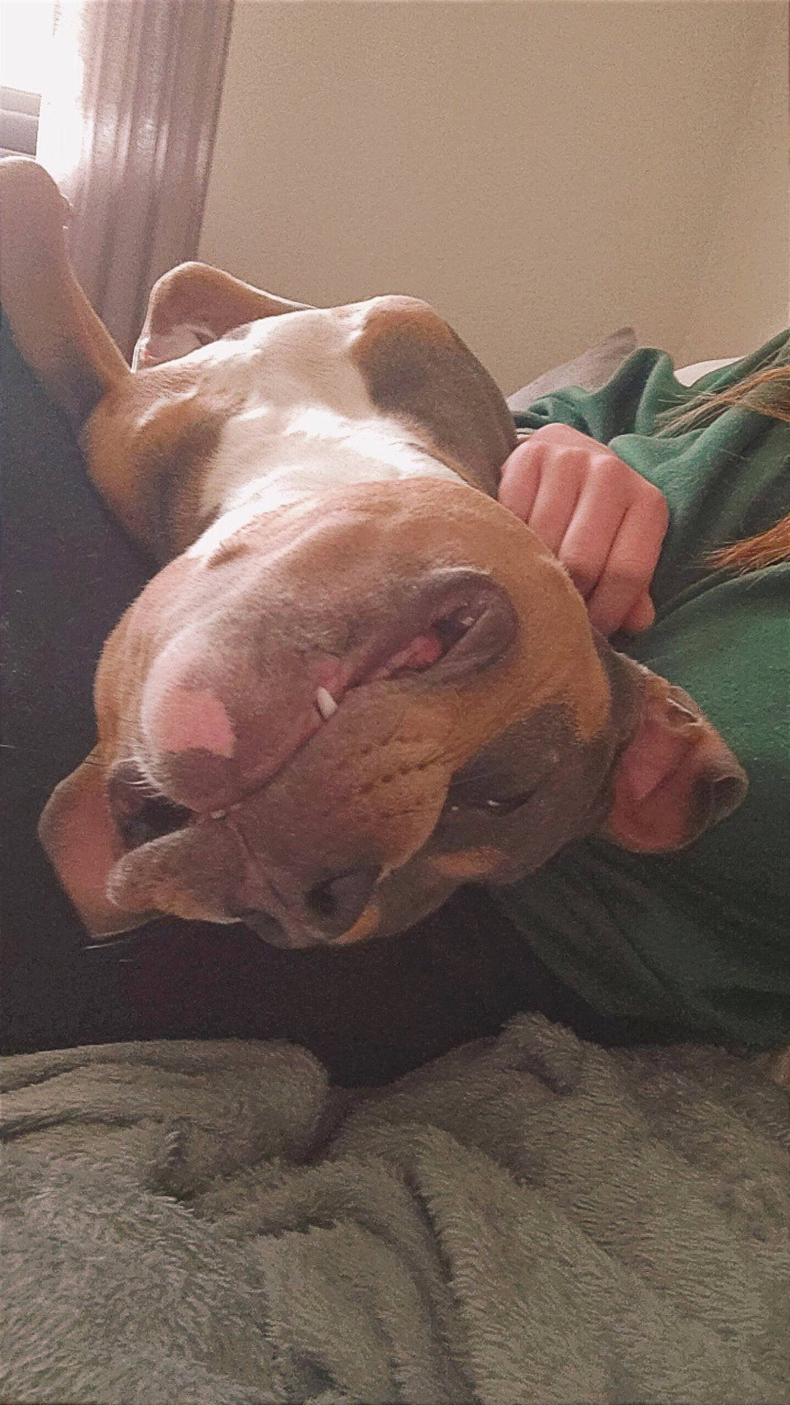 Narco participe au concours pour gagner de l'argent avec cette photo : canidae, carnivore, companion_dog, dog, dog_breed, domestic_pig, fawn, flesh, foot, human_leg, jaw, liver, livestock, snout, sporting_group, suidae, terrestrial_animal, whiskers, working_animal, wrinkle