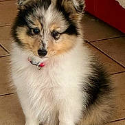 Aslan participe au concours pour gagner de l'argent avec cette photo : puppy, dog, fluffy, tri_color, pet, indoor, tile_floor, red_couch, cute, small_dog, fur, ears, collar, sitting, animal, domestic_animal, young_dog, adorable, companion, portrait