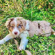 Aïko a rejoint le concours — aidez-le/la à gagner de superbes lots ! puppy, dog, grass, greenery, outdoor, nature, leash, heterochromia, cute, pet, fur, animal, eyes, young, resting, playful, summer, garden, fluffy, canine