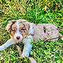 puppy, dog, grass, greenery, outdoor, nature, leash, heterochromia, cute, pet, fur, animal, eyes, young, resting, playful, summer, garden, fluffy, canine