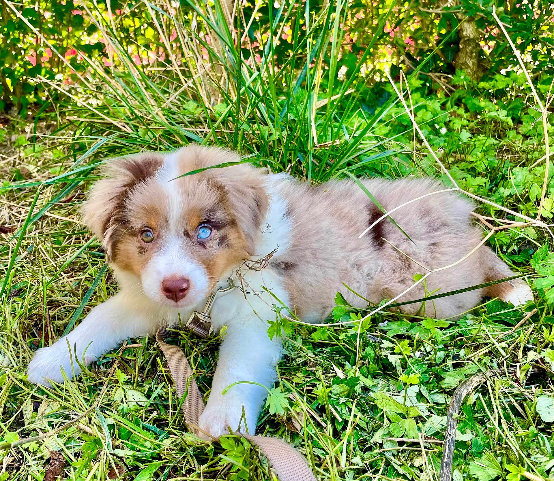 Aïko a rejoint le concours — aidez-le/la à gagner de superbes lots ! puppy, dog, grass, greenery, outdoor, nature, leash, heterochromia, cute, pet, fur, animal, eyes, young, resting, playful, summer, garden, fluffy, canine