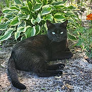 Midnight joined the competition — help win amazing prizes! black_cat, cat, animal, pet, outdoor, nature, plant, greenery, flower, variegated_leaves, garden, sand, grass, resting, feline, wildlife, eyes, fur, mammal, sunlight