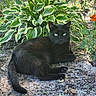 animal, black_cat, cat, eyes, feline, flower, fur, garden, grass, greenery, mammal, nature, outdoor, pet, plant, resting, sand, sunlight, variegated_leaves, wildlife