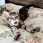 Loki joined the competition — help win amazing prizes! animal, bed, bedspread, cat, claws, cute, ears, feline, floral_pattern, indoor, kitten, mouth_open, paws, pet, relaxed, stretching, tabby, whiskers, wooden_headboard, young