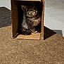 kitten, cat, cardboard_box, carpet, indoor, pet, feline, curious, small_animal, floor, texture, playful, cute, animal, domestic_cat, young_cat, shadow, light, sitting, cozy