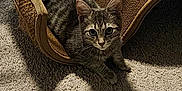 Loki is registered to the contest to win money with this photo: animal, beige, brown, carpet, cat, curious, cute, ears, feline, indoor, kitten, pet, playful, resting, scratcher, shadow, tabby, texture, whiskers, young