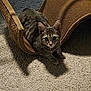 cat, kitten, tabby, scratcher, carpet, indoor, pet, animal, feline, cute, curious, texture, shadow, brown, beige, resting, playful, young, whiskers, ears