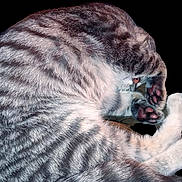 Loki is registered to the contest to win money with this photo: cat, tabby, fur, paws, sleeping, curled_up, pet, animal, whiskers, mammal, cute, domestic, striped, cozy, relaxed, close_up, isolated, black_background, soft, hidden_face