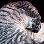 cat, tabby, fur, paws, sleeping, curled_up, pet, animal, whiskers, mammal, cute, domestic, striped, cozy, relaxed, close_up, isolated, black_background, soft, hidden_face