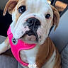 adorable, animal, bulldog, car_seat, closeup, companion, cute, dog, face, fur, indoors, mammal, paw, pet, pet_accessory, pink_harness, puppy, sitting, white_and_brown, young_dog