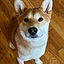 dog, shiba_inu, pet, animal, canine, fur, ears, eyes, nose, whiskers, wooden_floor, indoors, sitting, brown, white, cute, portrait, looking_up, domestic_animal, companion